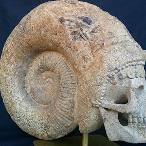 Vue rapprochée de la sculpture “Phi” révélant les formes du crâne sculpté dans une ammonite fossile normande.