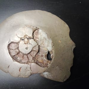 Profil droit d’un crâne sculpté dans un calcaire fossile intégrant une structure ammonitique visible, sculpture minérale artisanale présentée en galerie, mettant en évidence la coupe latérale du volume crânien, la cavité interne et les textures naturelles du fossile, travail de taille sur pierre brute, pièce artistique unique non destinée à la vente.