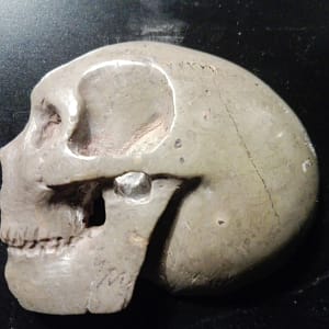 Profil gauche d’un crâne sculpté dans un calcaire fossile, sculpture minérale artisanale présentée en galerie, montrant le volume crânien, l’orbite et la mâchoire en relief, travail de taille sur pierre naturelle, pièce artistique unique non destinée à la vente, photographiée sur fond neutre pour mise en valeur des formes et de la matière.
