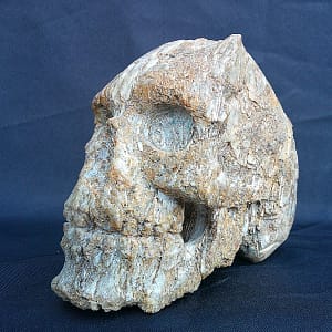 Perspective de la sculpture “Homo Quartzien”, crâne en quartz évoquant un fossile enchâssé dans la roche.