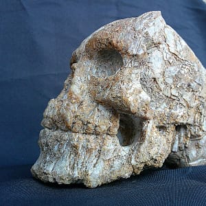 Sculpture “Homo Quartzien”, crâne en quartz brut du bassin Decazevillois évoquant un aspect fossilisé.