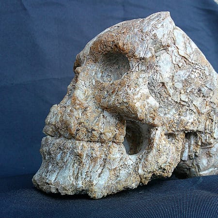 Sculpture “Homo Quartzien”, crâne en quartz brut du bassin Decazevillois évoquant un aspect fossilisé.