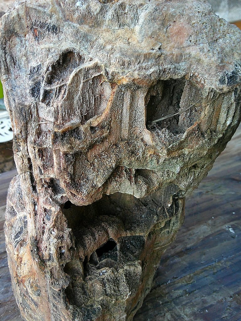 Bloc de bois fossile - Minéral brut aux formes naturellement sculpturales destiné à une future œuvre.